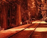 Santa Cruz California CA Sepia View Big Tree Grove Railroad Tracks 1913 ... - $19.75