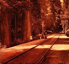 Santa Cruz California CA Sepia View Big Tree Grove Railroad Tracks 1913 Postcard - £16.33 GBP