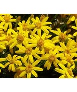 KKG 200 Damianita (Chrysactinia Mexicana) Daisy Seeds Easy Grow - €10,92 EUR