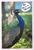 Postcard Animal Bird Peacock Yes We&#39;re In Florida - £2.91 GBP