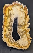Petrified Wood Large Decorative Crystal Slice ≥8.0&quot; &amp; over 26.0 oz (Item... - $1,362.25 MXN