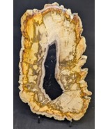 Petrified Wood Large Decorative Crystal Slice ≥8.0&quot; &amp; over 26.0 oz (Item... - $104.58 CAD