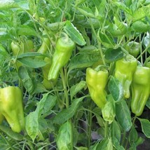 200 Cubanelle Sweet Pepper Seeds USA Fast Shipping - £10.85 GBP