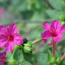 USA SELLER Mirabilis Jalapa Rose Four O Clock Marvel Of Peru 10 Seeds Free Shipp - £14.43 GBP