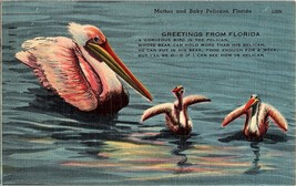 Vintage Postcard Mother and Baby Pelicans Florida Greetings Humor Irreverent - $3.99
