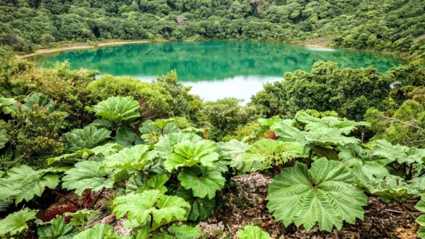 10 Gunnera Insignis Giant Rhubarb (Leaves To 6&#39;, Red Flower Spikes To 3&#39;) Seeds  - £7.99 GBP