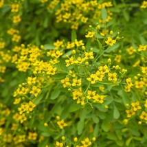 Rue Seeds 100 Common Herb Fresh Garden USA Shipping - $7.10