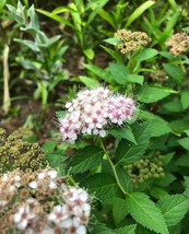 Fresh Spirea Japanese Meadowsweet 200 Seeds - $13.22