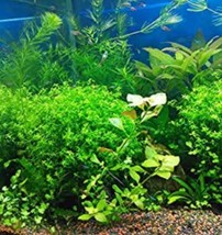 1000 seeds Aquarium Plants Seeds Artificial Aquarium Plant Decoration Fish Tank  - £15.68 GBP