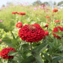 100 Benary Giant Scarlet Zinnia Seeds for Garden USA  - £9.15 GBP