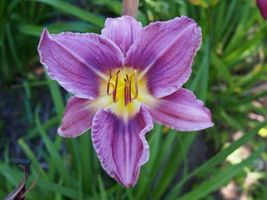 3 Rhizomes Bulbs Purple Magic Daylilys Grapes Magic Fragrant Flowers Lan... - $45.90