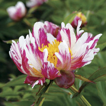 The St Multi Colored Delightfully Ruffled Twisted Japanese Peony Tree Seeds Gard - £9.51 GBP