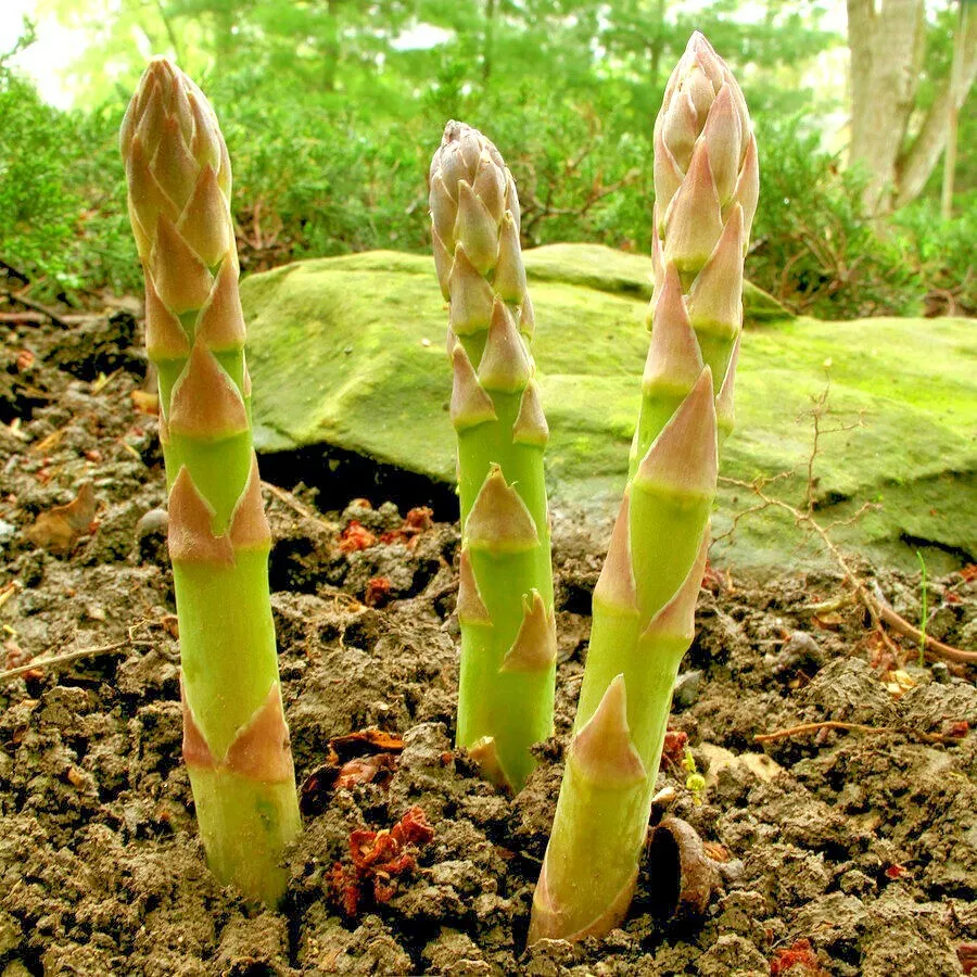 SR 120 Asparagus Mary Washington Native Heirloom Summer Vegetable Planti... - £8.10 GBP