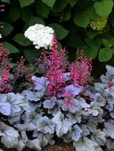 Heuchera Mixed New Varieties Purple Silver &amp; More Seeds Garden Fresh USA Shippin - £11.09 GBP