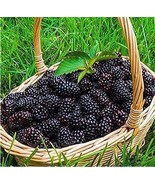 Fresh Black Mulberry - £7.45 GBP