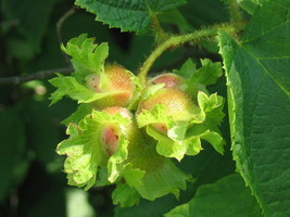 5 American Hazelnut Tree Aka Filbert Coryl Americana Fruit Nut Seeds Com... - £8.21 GBP