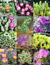 EXOTIC ANTIMIMA MIX @j@ flowering succulent cactus living stones desert 15 SEEDS - £7.23 GBP