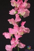 PPA 50+ Pink Nines Sweet Pea Seeds For Garden Planting - USA  - £5.49 GBP