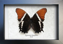 Rusty Tipped Page Siproeta Epaphus Real Butterfly Entomology Collectible... - £35.96 GBP