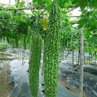 Taiwan 's Long Green Balsam pear Bitter Melon, 10 seeds