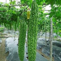 Taiwan &#39;s Long Green Balsam pear Bitter Melon, 10 seeds - £11.23 GBP