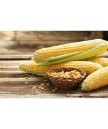 Heirloom Organic Gourmet Mushroom Popcorn Corn Seeds - $4.95