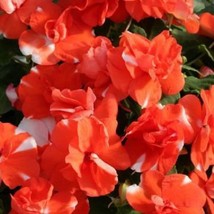 USA SELLER Double Impatiens Seeds Royal Flush Orange 25 Thru 250 Seeds - £21.94 GBP