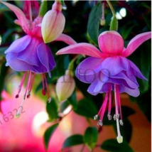 Fuchsia Lanterns Flower Flower Bonsai Indoor Balcony Living Room Begonia... - $4.68
