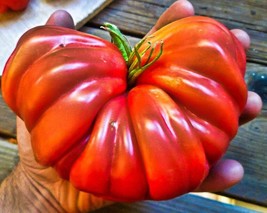 Tomato Seeds 200 Red Mushroom Basket Tomato Seeds Organic Heirloom Veget... - $78.65 MXN