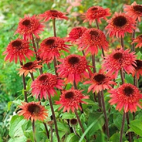 50 Raspberry Delight Coneflower Seeds Echinacea Perennial Flowers Seed F... - $9.98