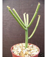 Euphorbia Tirucalli Pencil Cactus Plant Succulent 4 Inch Fresh Garden - $583.88 MXN