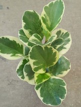 Golden Peperomia obtusifolia variegata &#39;&#39;Marble&#39;&#39; - Baby Rubber Plant - $29.58