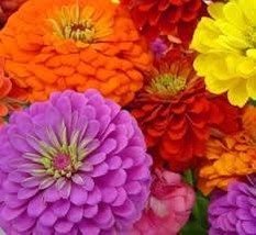 zinnia elegans flower mix seeds - code 109 - $4.99