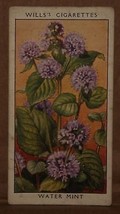 VINTAGE WILLS CIGARETTE CARDS WILD FLOWERS WATER MINT No # 23 NUMBER X1 b17 - $1.34