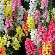 Colorful Snapdragon Flower Mixed Antirrhinum Majus 50 Seeds Long Flowering Seeds - $11.98