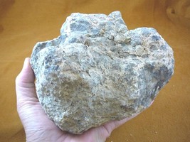 (DF846-13) 5 Lb Fossil Real Dinosaur Poop Coprolite Dino Valley Utah Dung Scat - £74.20 GBP
