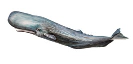 Sperm Whale Ocean Life High Quality Art Decal Sticker Car Truck Wall Cup... - $6.95+