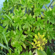 5 Cuttings Sedum Praealtum Agavaceae Succulent Live Plant Not Root - $12.98