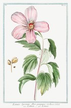 13750.Decor Poster.Room floral design.Garden plant.Botanical art.Sharon Rose - £12.95 GBP+