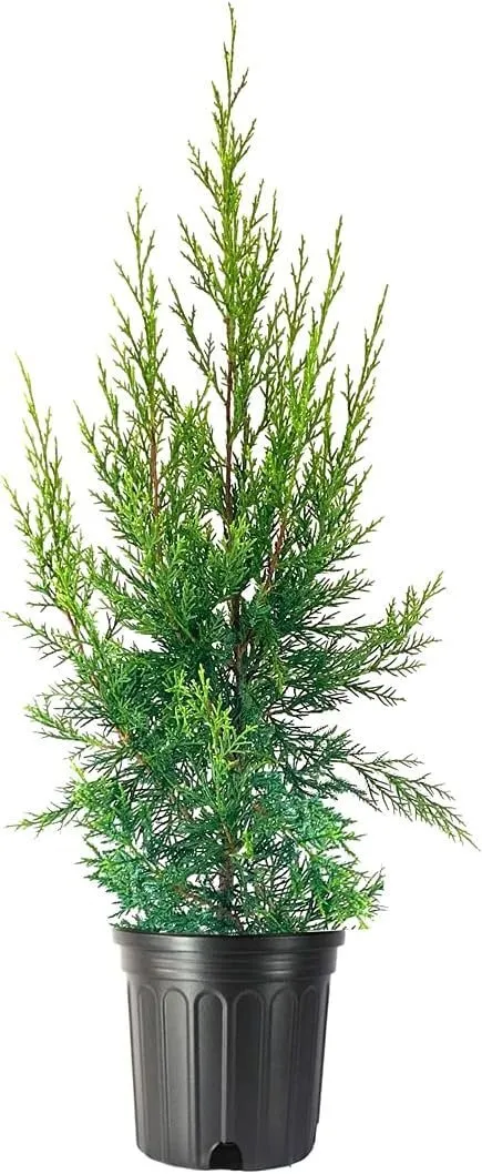Keteleeri Juniper Live Tree Juniperus Chinensis Drought - £53.39 GBP