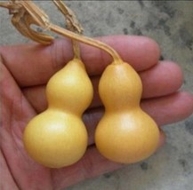 5 PCS Interest gourd hand twist seeds Miniature Organic Vegetable - $8.24