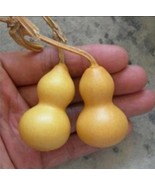 5 PCS Interest gourd hand twist seeds Miniature Organic Vegetable - $8.24