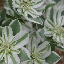 Seeds USA Seller Euphorbia Marginata Early Snow Snow On The Mountain Seeds - £8.33 GBP