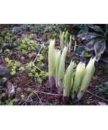 White Feather Hosta mature plant plants - Perennial Cream &amp; Green Foliag... - $34.99