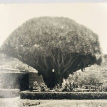 1958 RPPC Spain San Cristobal de La Laguna El Drago Tree Deckle Edge Postcard - £7.58 GBP