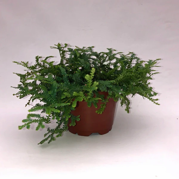 LWS Selaginella Uncinata 3.5 Until 4 Fast Shipping - $20.00