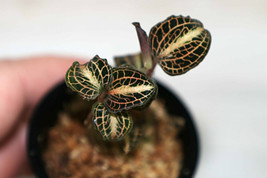 Anoectochilus Koshunensis X Siamensis Cross Small Terrestrial Jewel Orchid Pot - £22.34 GBP
