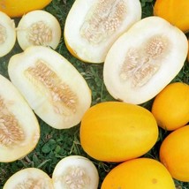 Mango Melon Vine Peach Seeds US Fast Shipping - $36.90 MXN