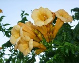 Yellow Trumpet Creeper Campsis Radicans Var Flava 80 Seeds - £7.22 GBP