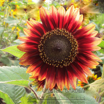 1 Original Pack, 20 seeds / pack, Evening Sun Sunflower Seeds #A244 - £6.51 GBP